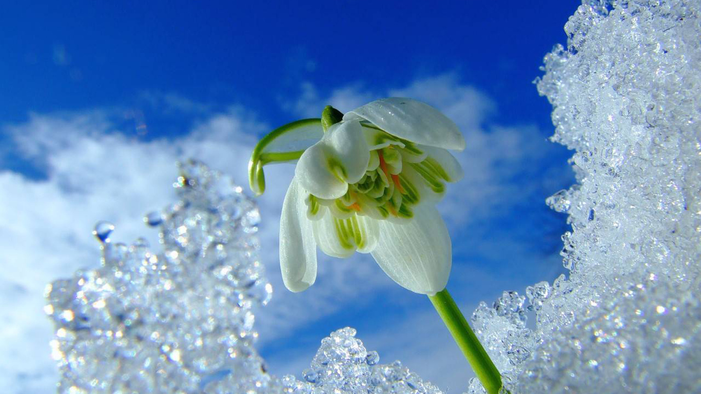 Первый весенний подснежник под снегом на фоне голубого неба