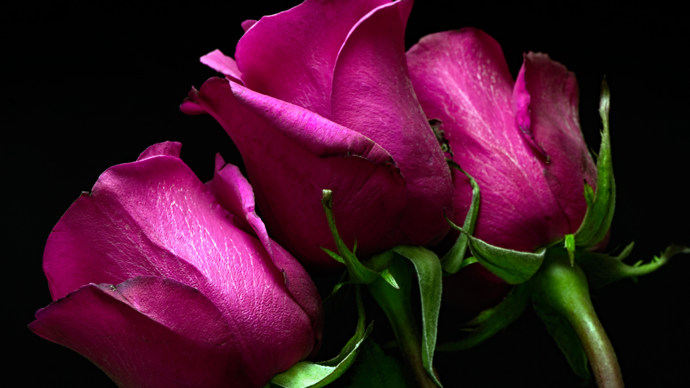 Три розовые розы на черном фоне 