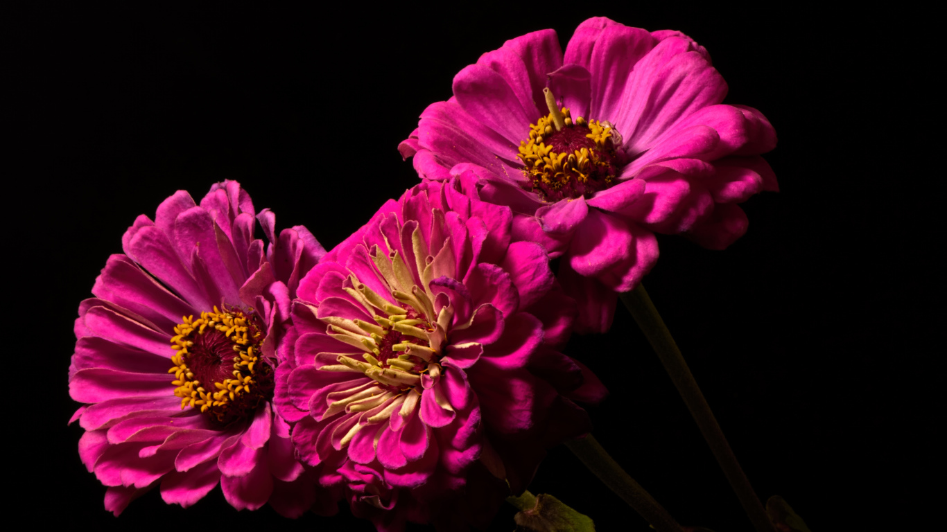 Три розовых цветка циннии на черном фоне