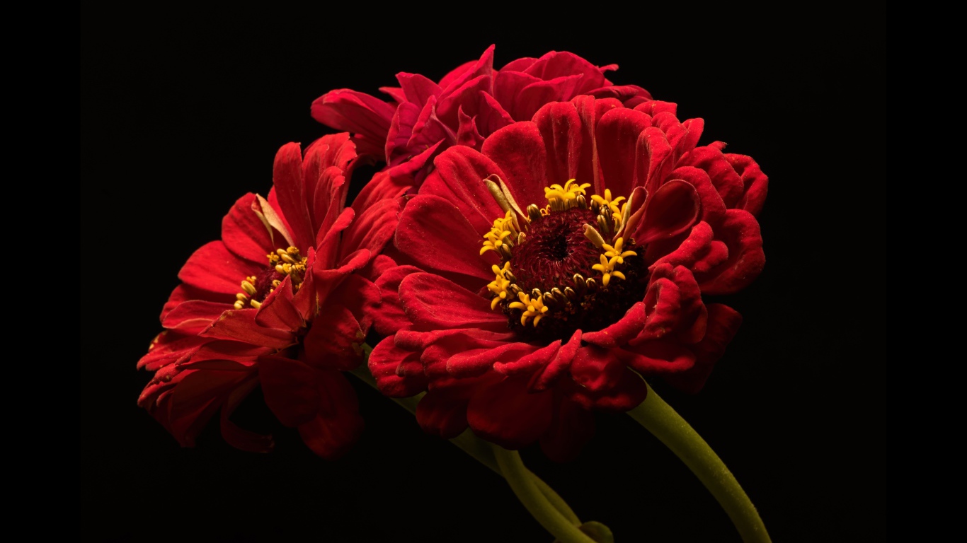 Три красных цветка цинии на черном фоне