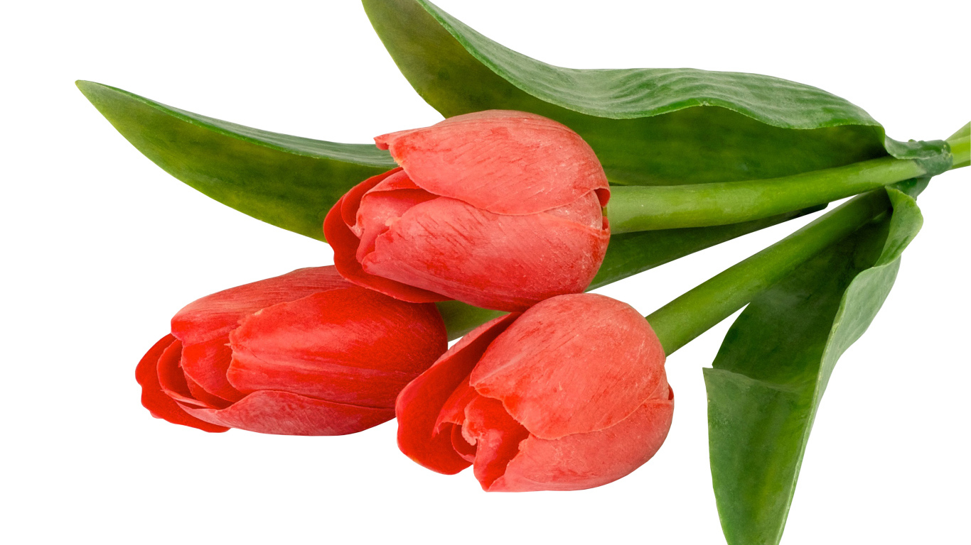 Три тюльпана с зелеными листьями на белом фоне