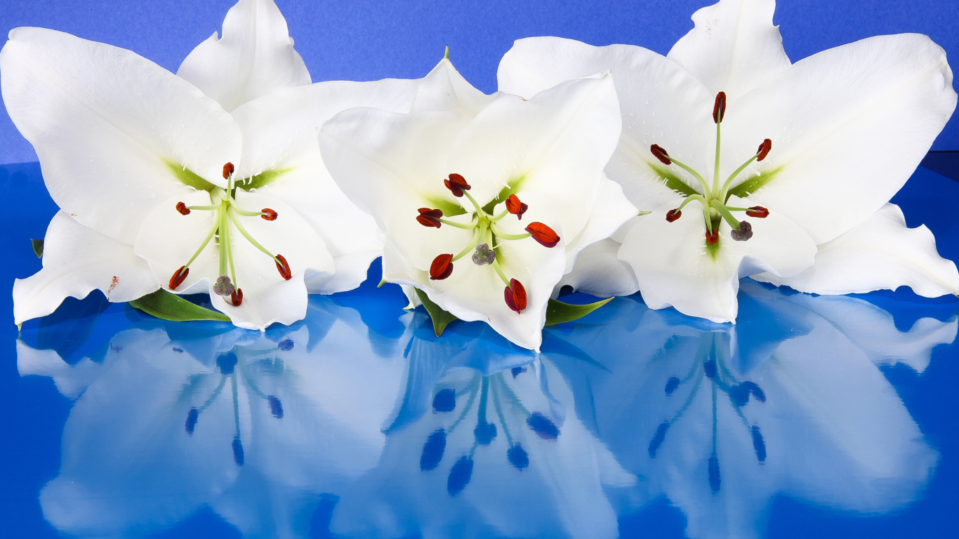 Три белые лилии отражаются в голубой поверхности 