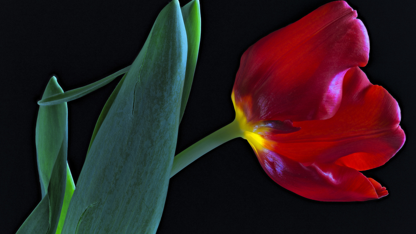 Тюльпан с зелеными листьями на черном фоне