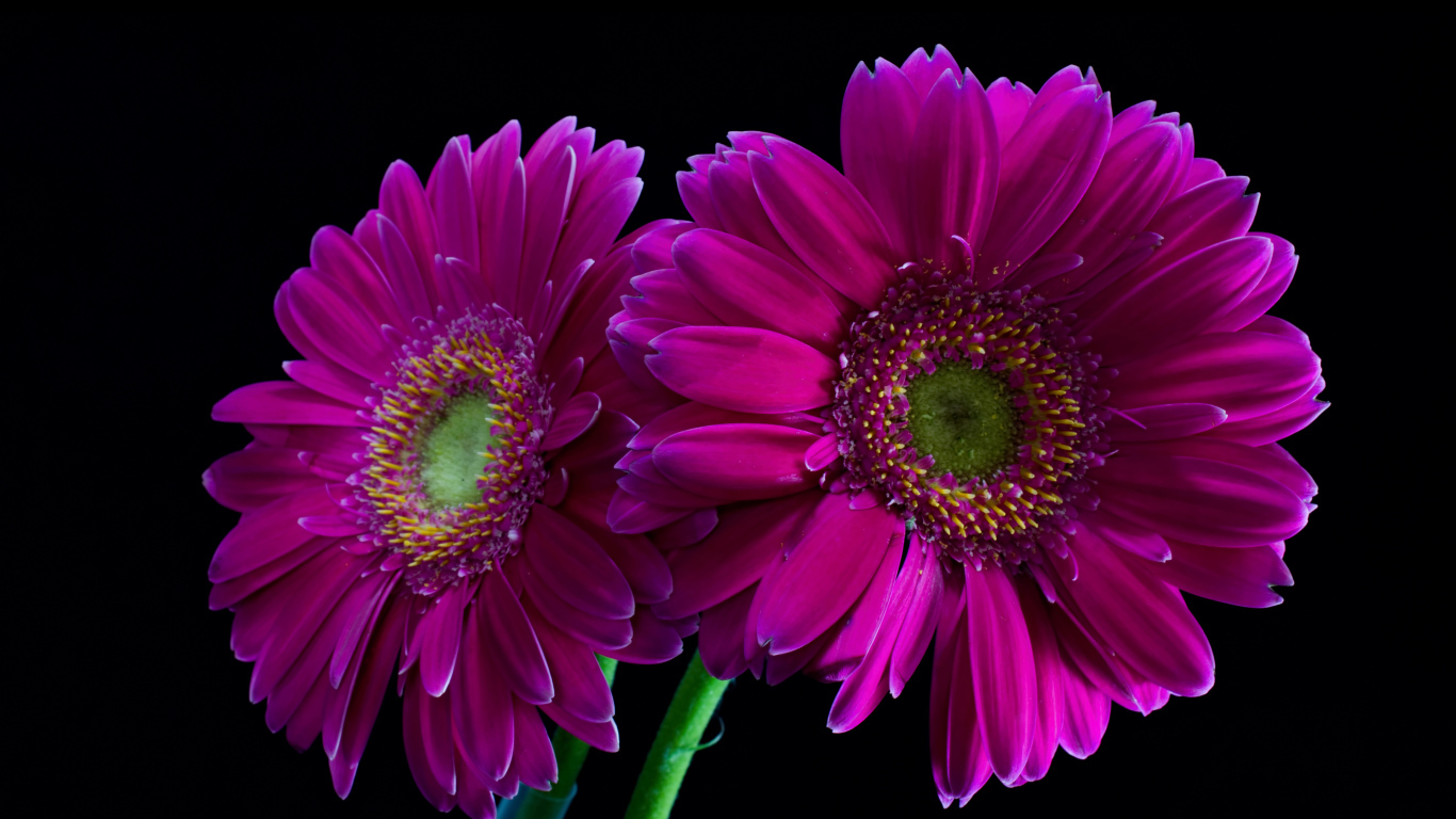 Две сиреневые герберы на черном фоне