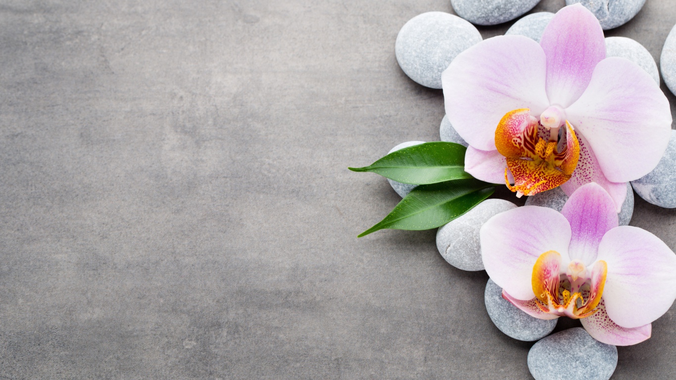 Две розовые орхидеи на камнях на сером фоне