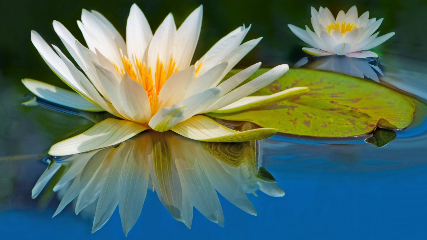 Два цветка водяной лилии отражаются в воде с зеленым листом