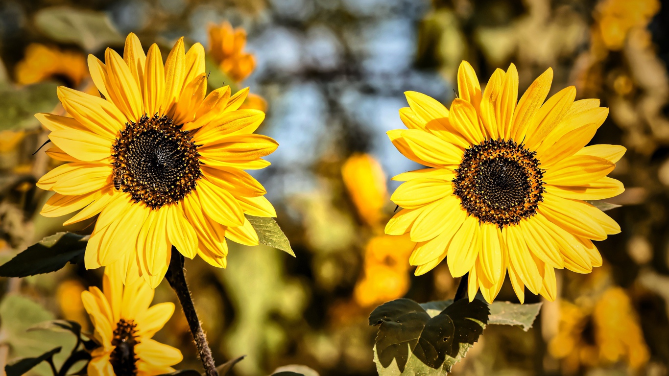Два желтых цветка подсолнуха крупным планом