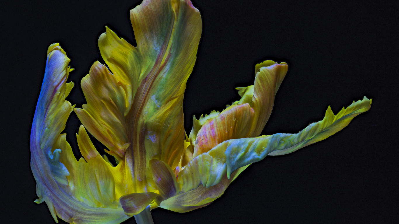 Необычный тюльпан на черном фоне крупным планом