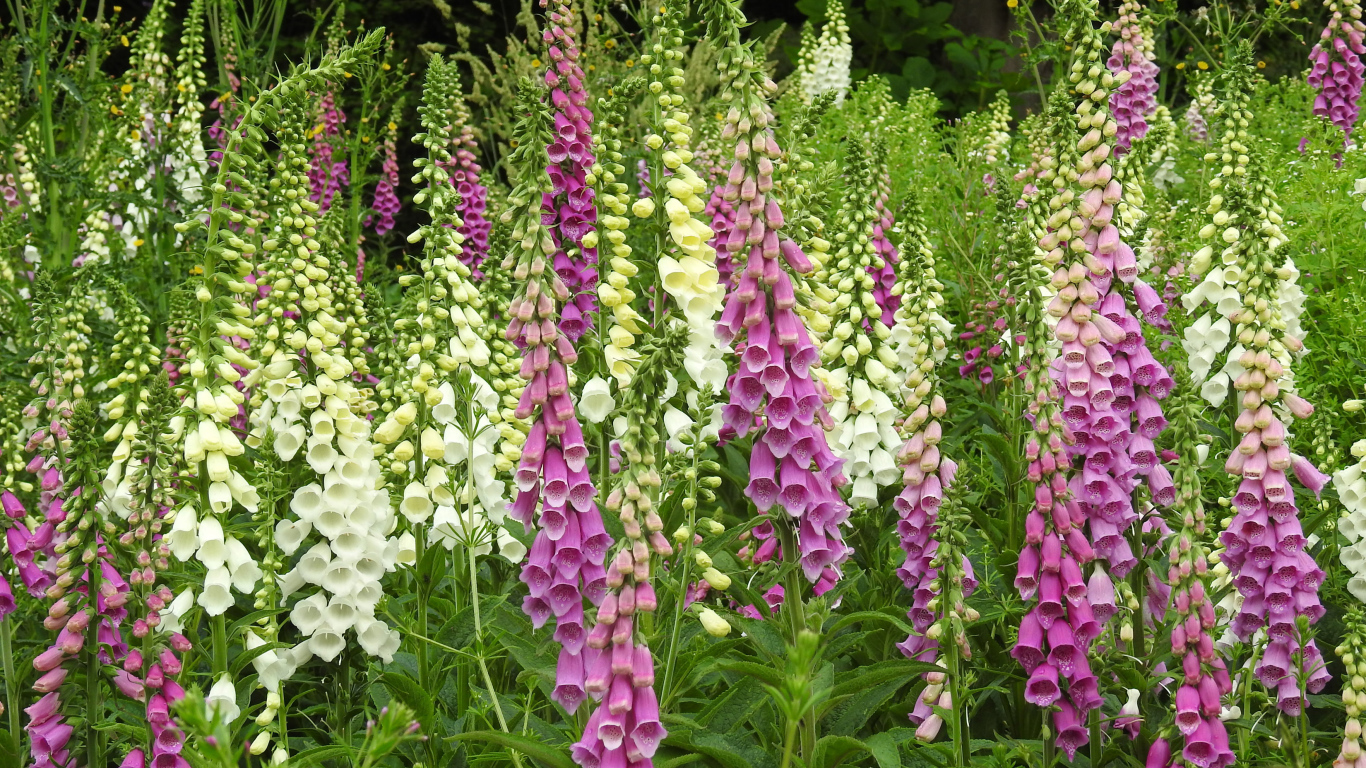 Белые и розовые цветы наперстянка крупным планом