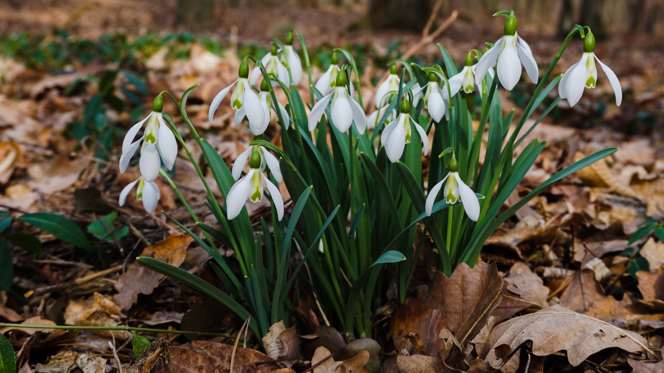 Белые красивые подснежники на сухой листве