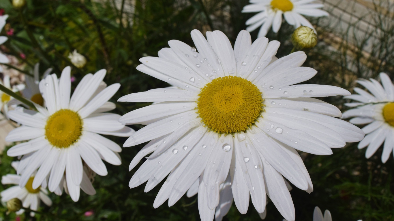 Белые ромашки с желтой серединкой с каплями воды на лепестках