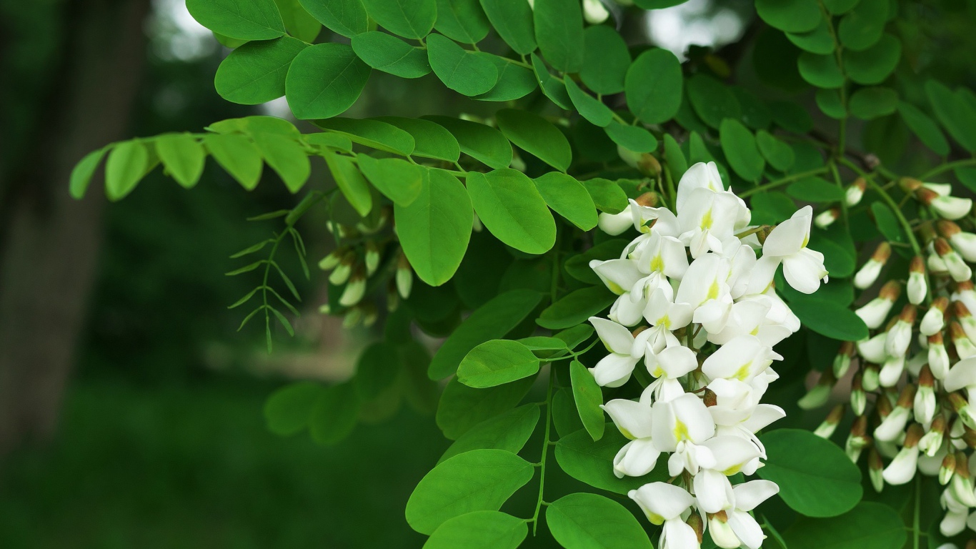 Белые цветы акации с зелеными листьями крупным планом