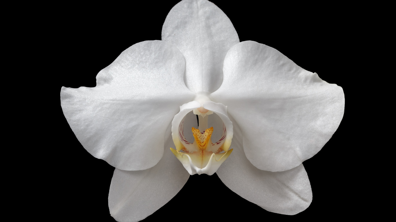 Белая орхидея на черном фоне крупным планом