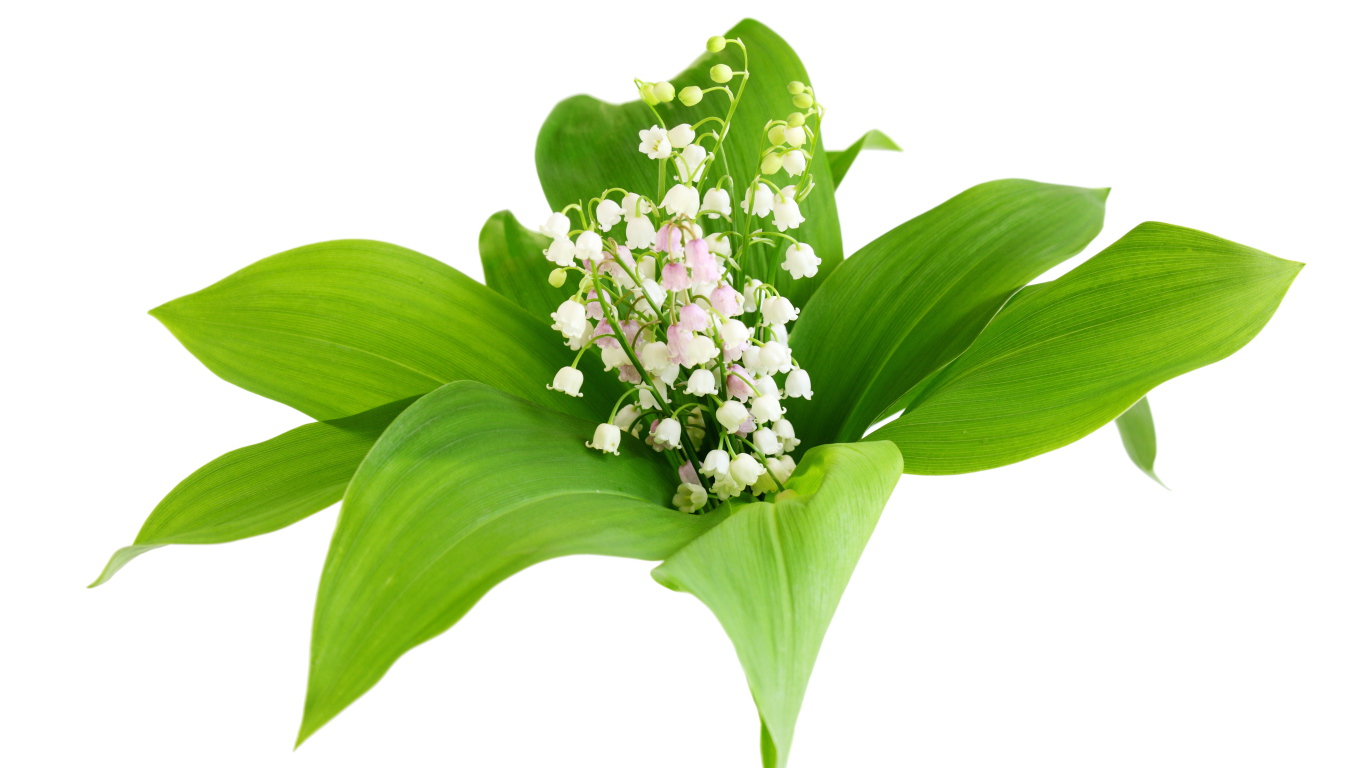 Белые нежные ландыши в зеленых листьях на белом фоне