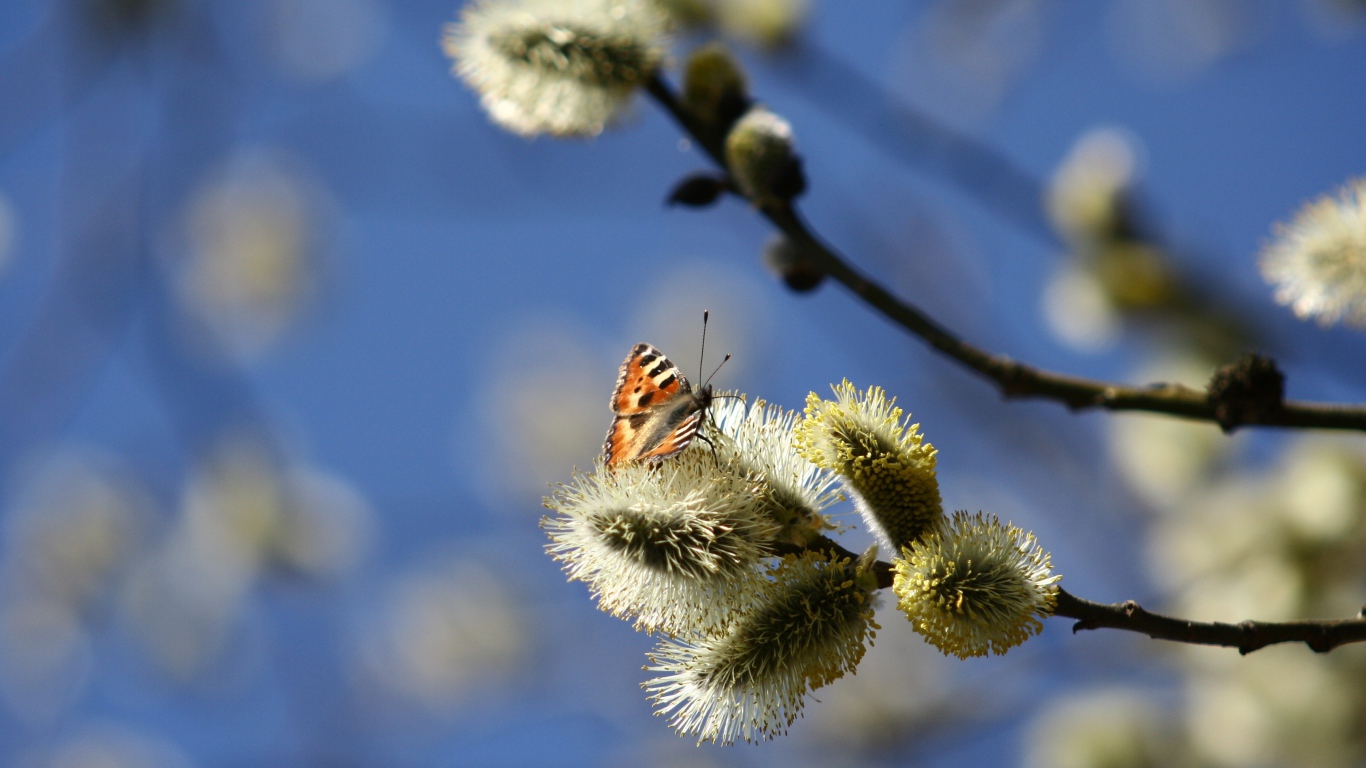 Ветки вербы с бабочкой в лучах солнца