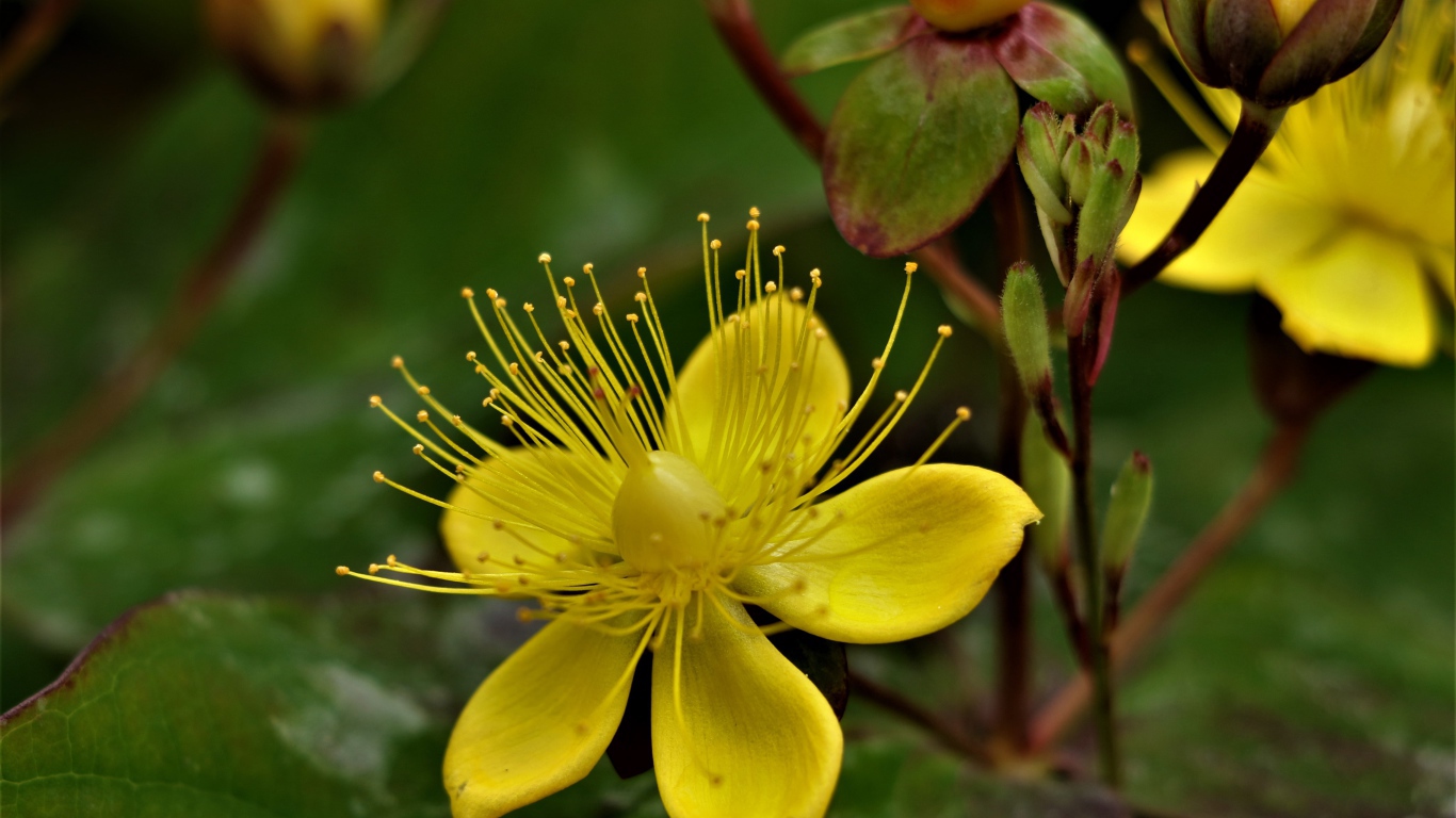Желтый цветок зверобоя с бутонами 