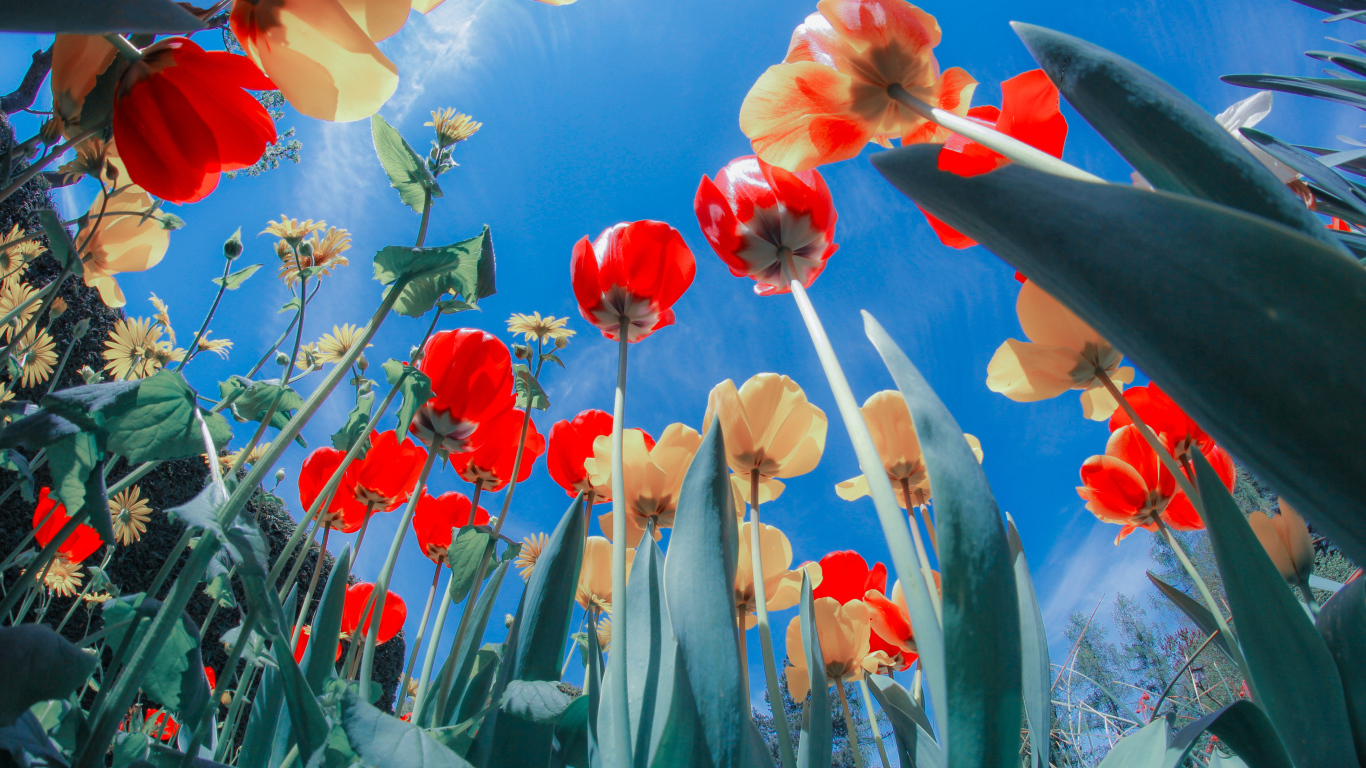 Желтые и красные тюльпаны на клумбе под голубым небом