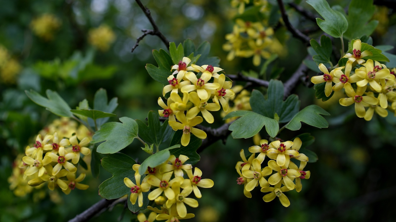 Желтые цветы смородины на ветках весной