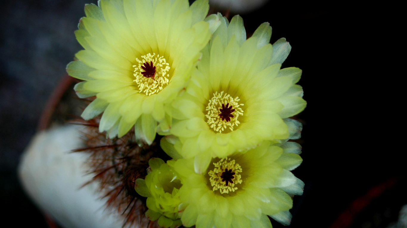 Желтые нежные цветы кактуса 