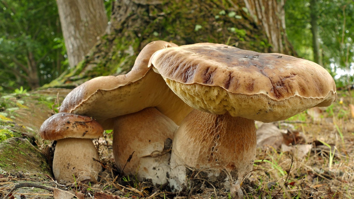 Большие грибы в лесу у дерева