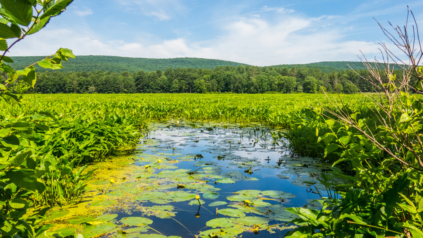 Речка покрыта водяными лилиями у леса