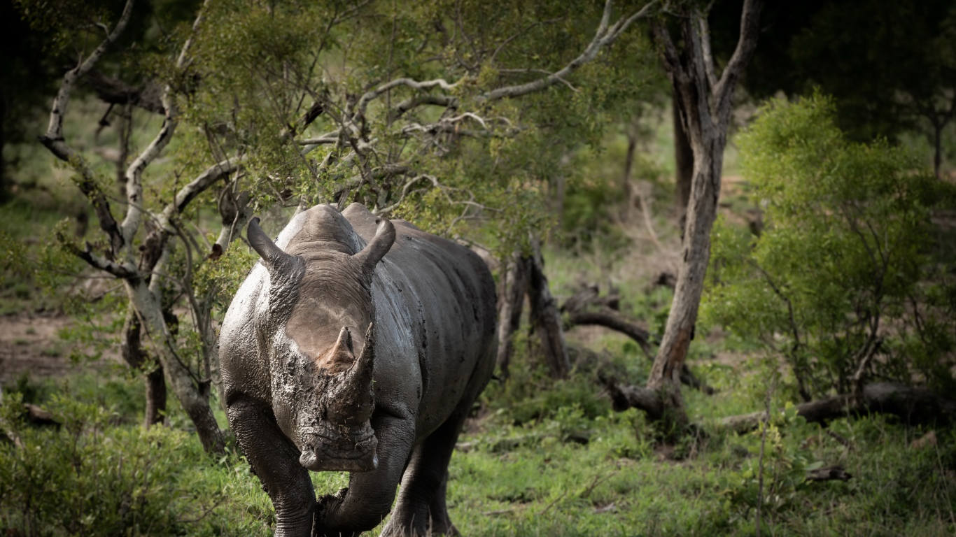 Большой носорог в грязи идет по траве