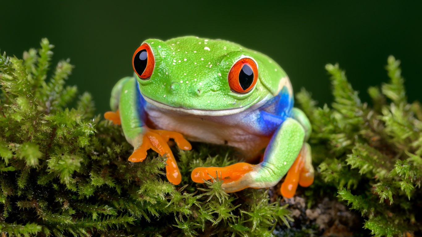 Зеленая лягушка сидит на покрытой мхом земле