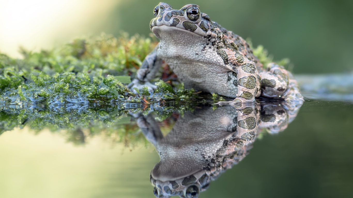 Большая лягушка сидит на водорослях в пруду