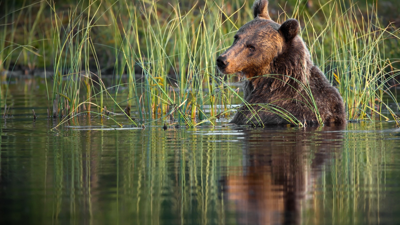 Большой бурый медведь сидит в воде 