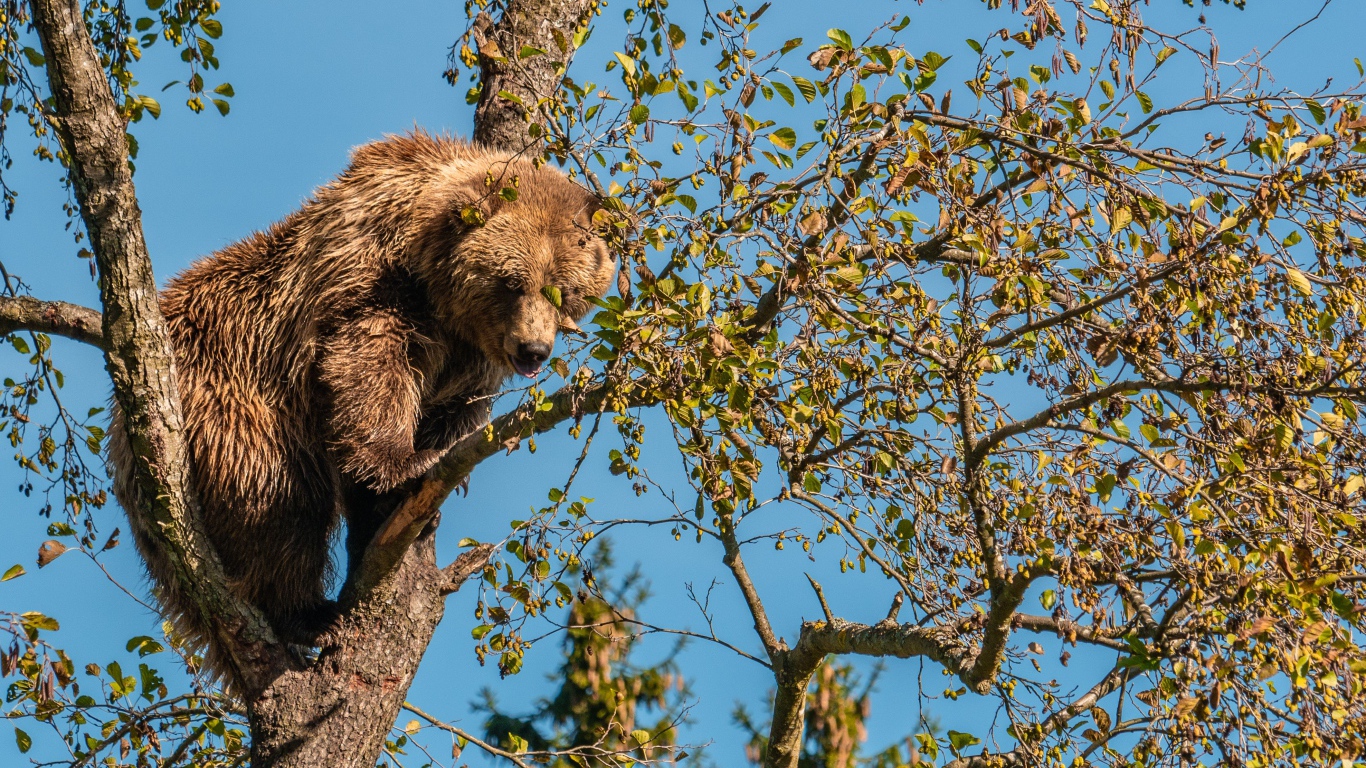 Большой бурый медведь сидит на ветке дерева 