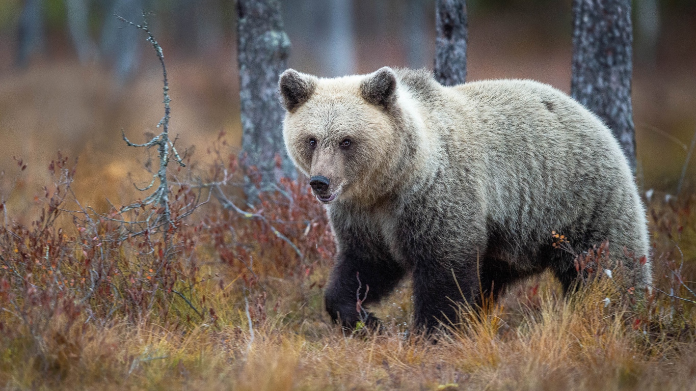 Большой бурый медведь идет по сухой траве