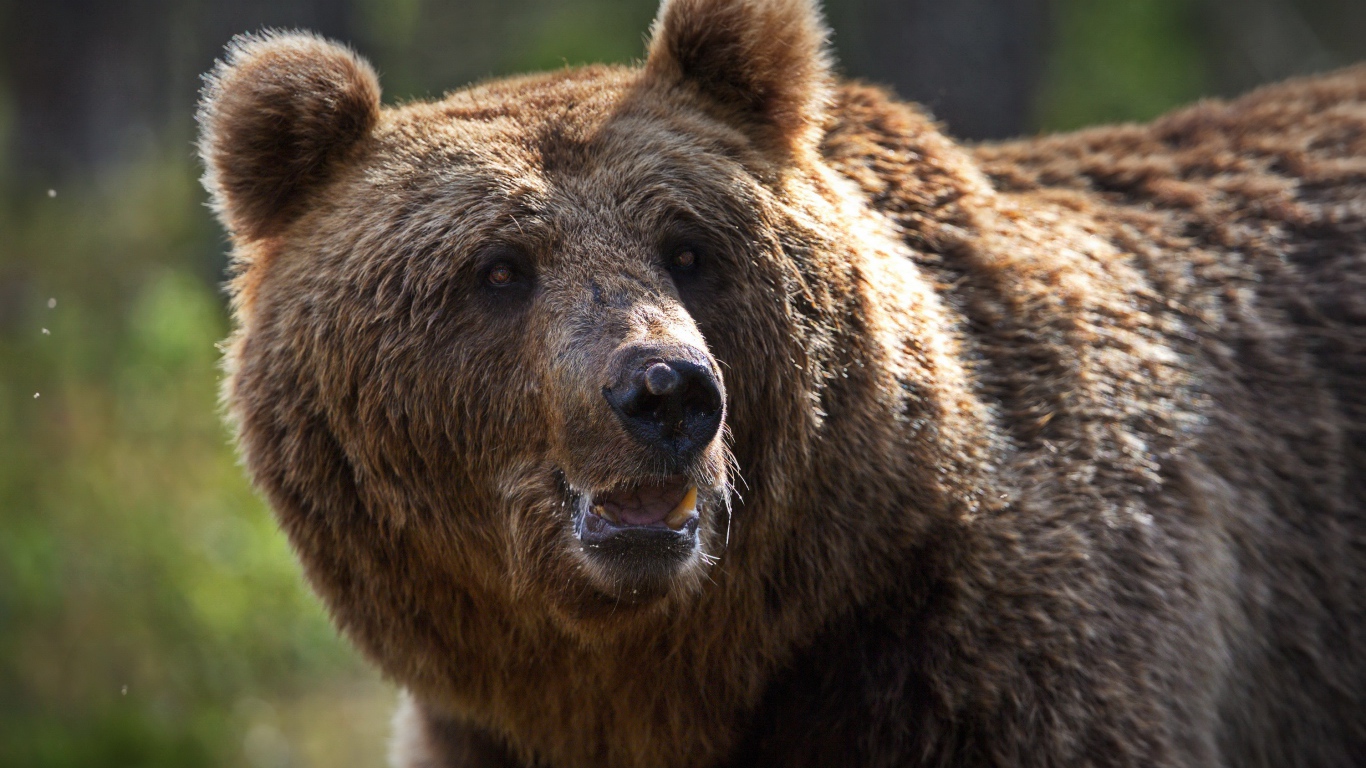 Большой сильный бурый медведь 