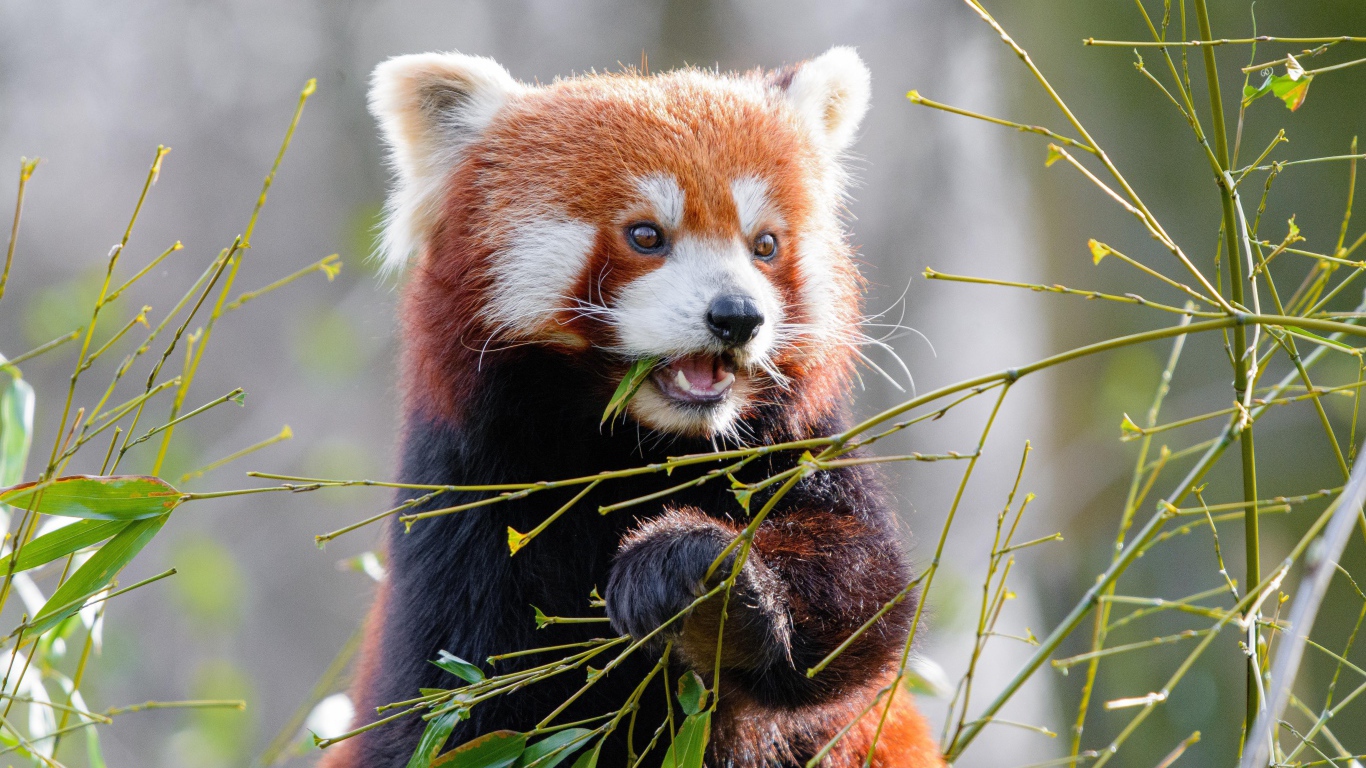 Милая малая панда грызет ветки бамбука