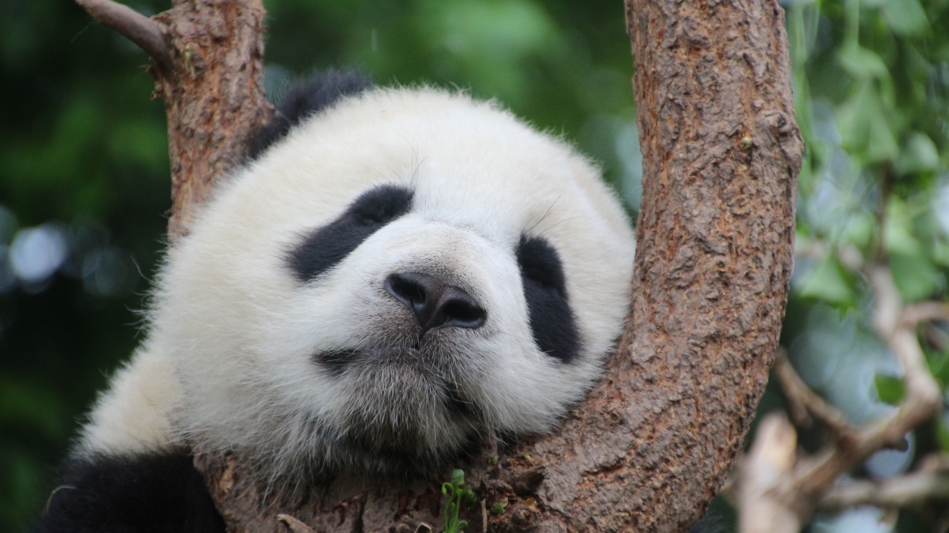 Милая панда спит на дереве 