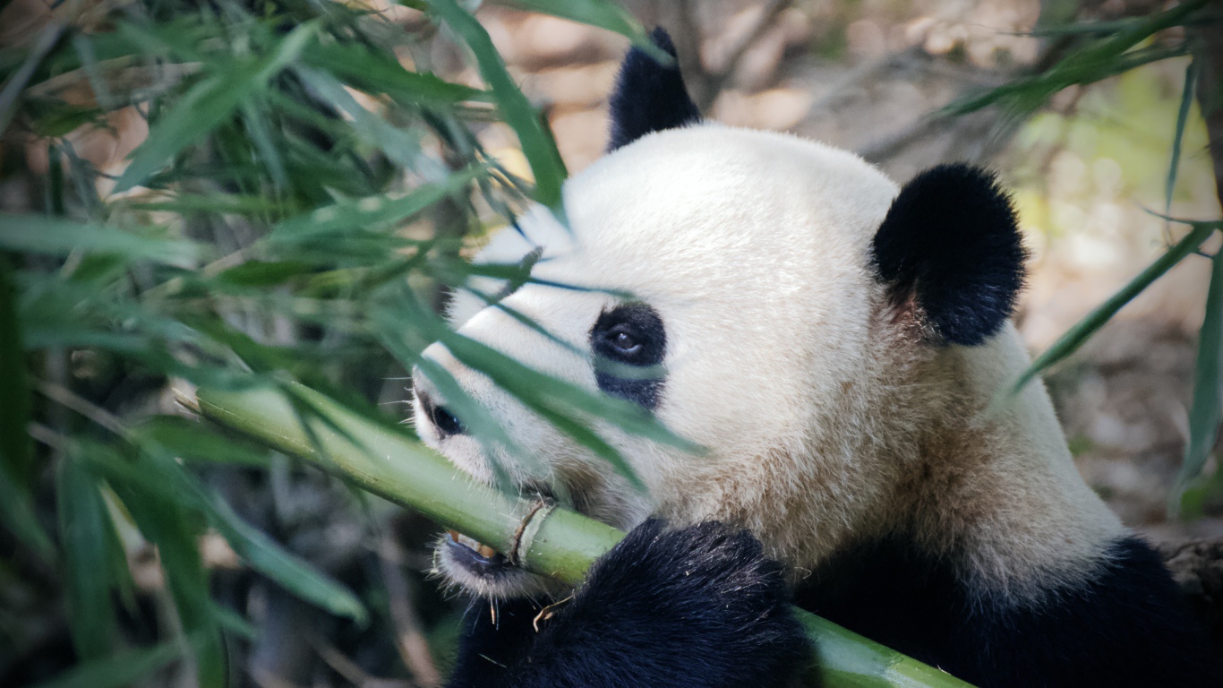 Большая панда грызет бамбук 