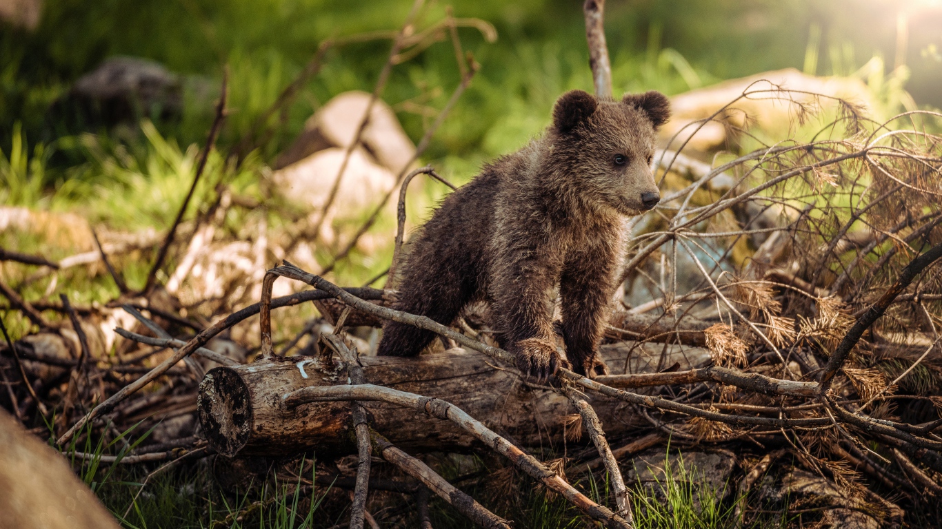 Маленький бурый медвежонок стоит на сухих ветках в лесу