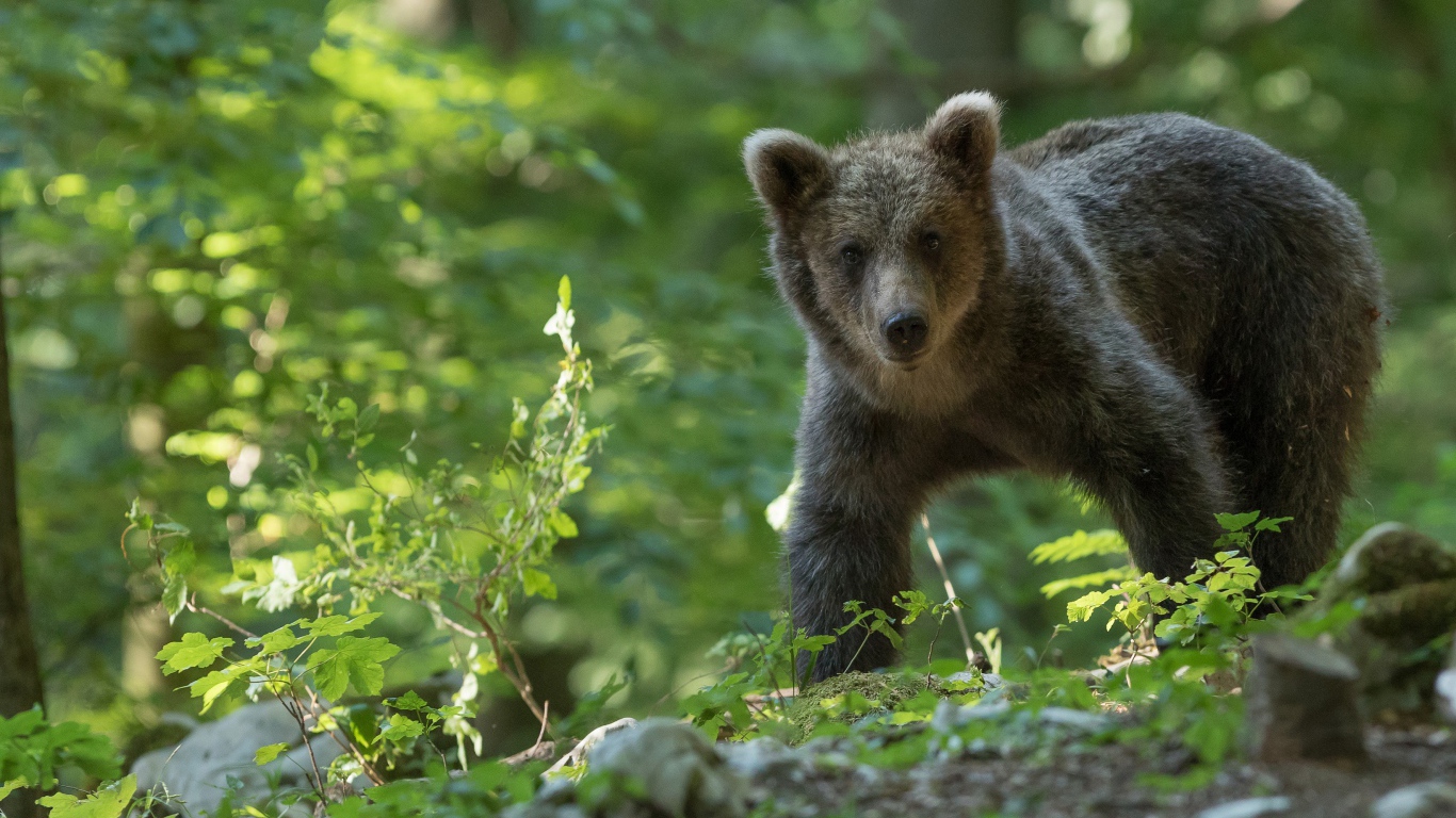 Маленький бурый медведь идет по лесу
