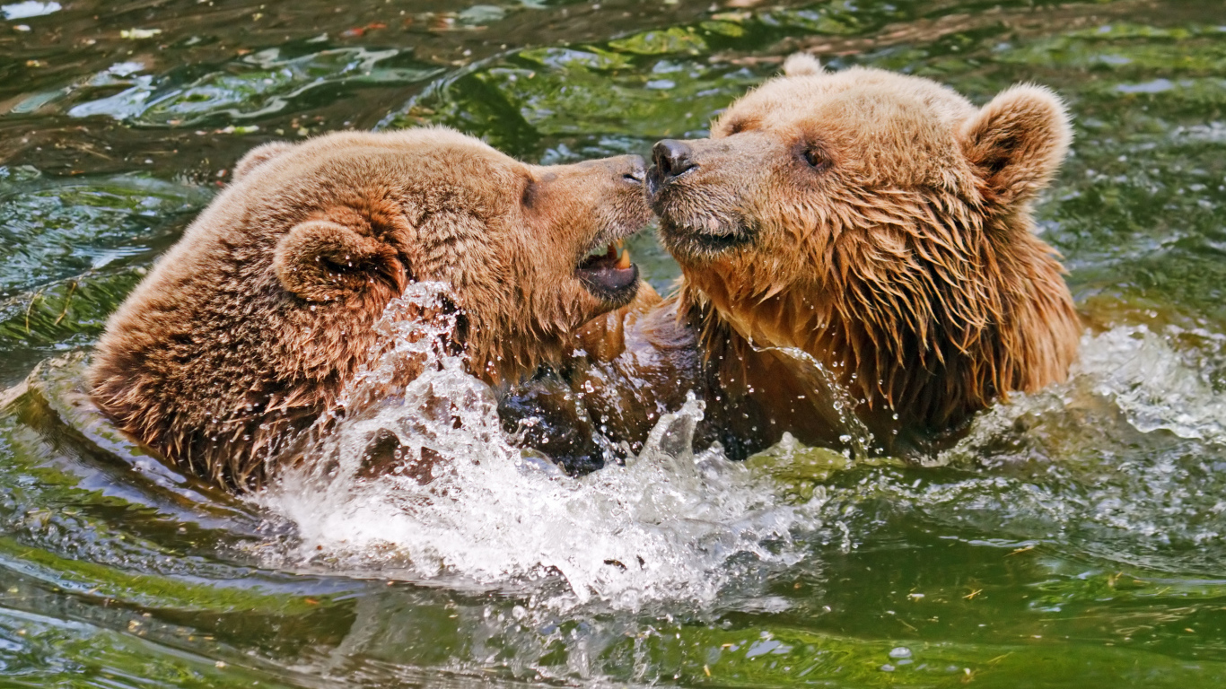 Два бурых медведя в воде 