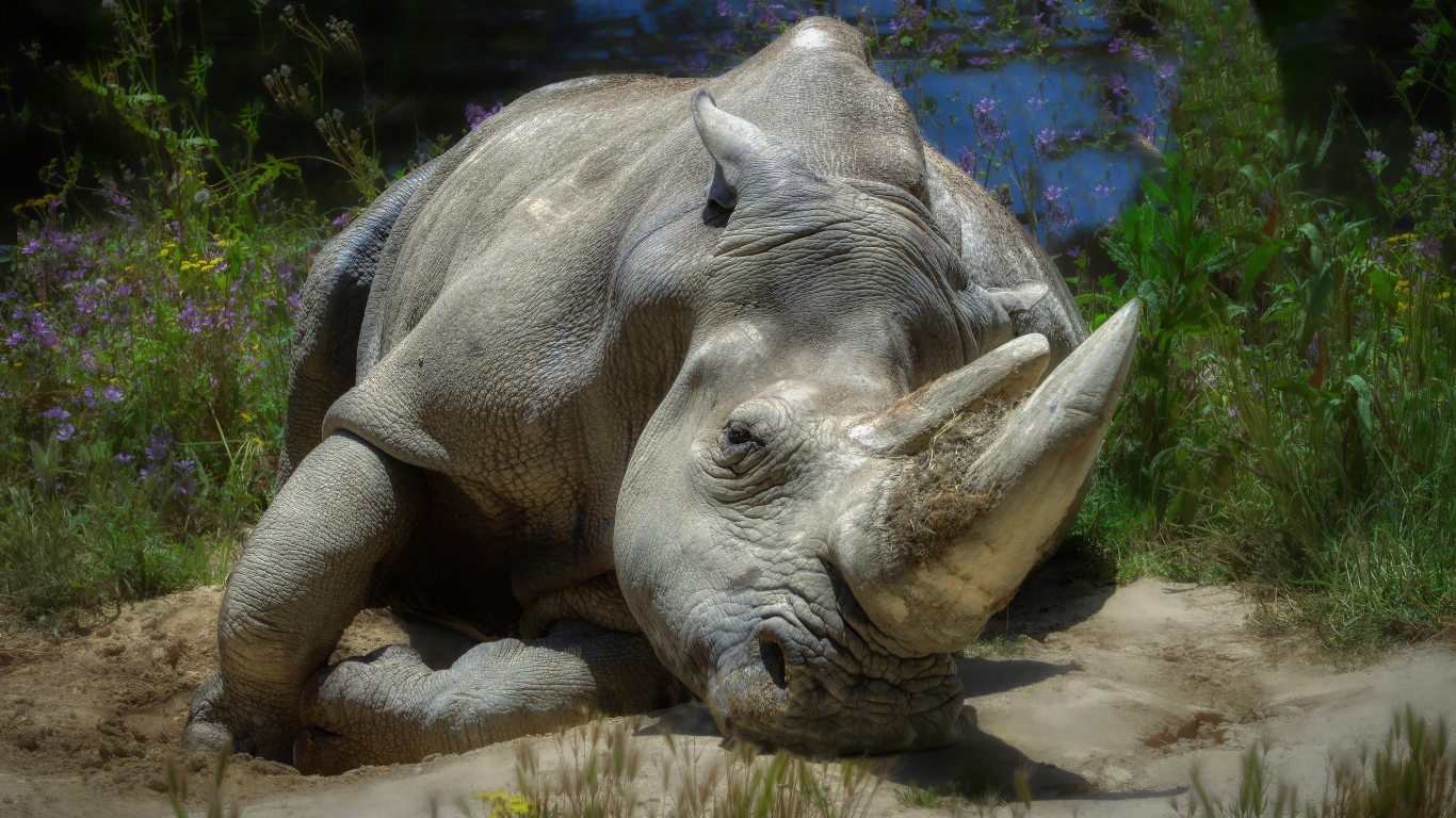 Большой носорог лежит на земле у пруда 