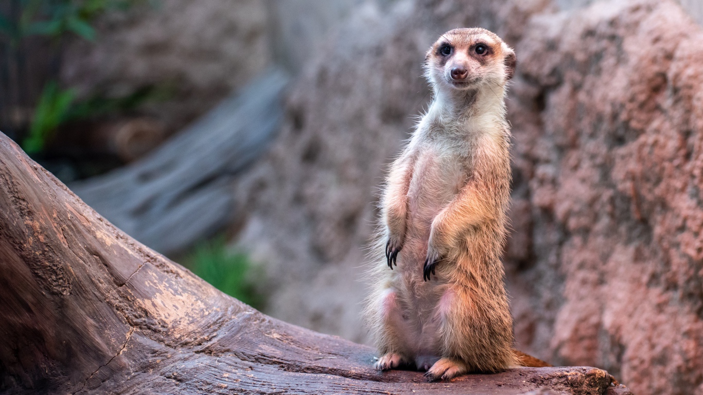 Забавный сурикат сидит на дереве 