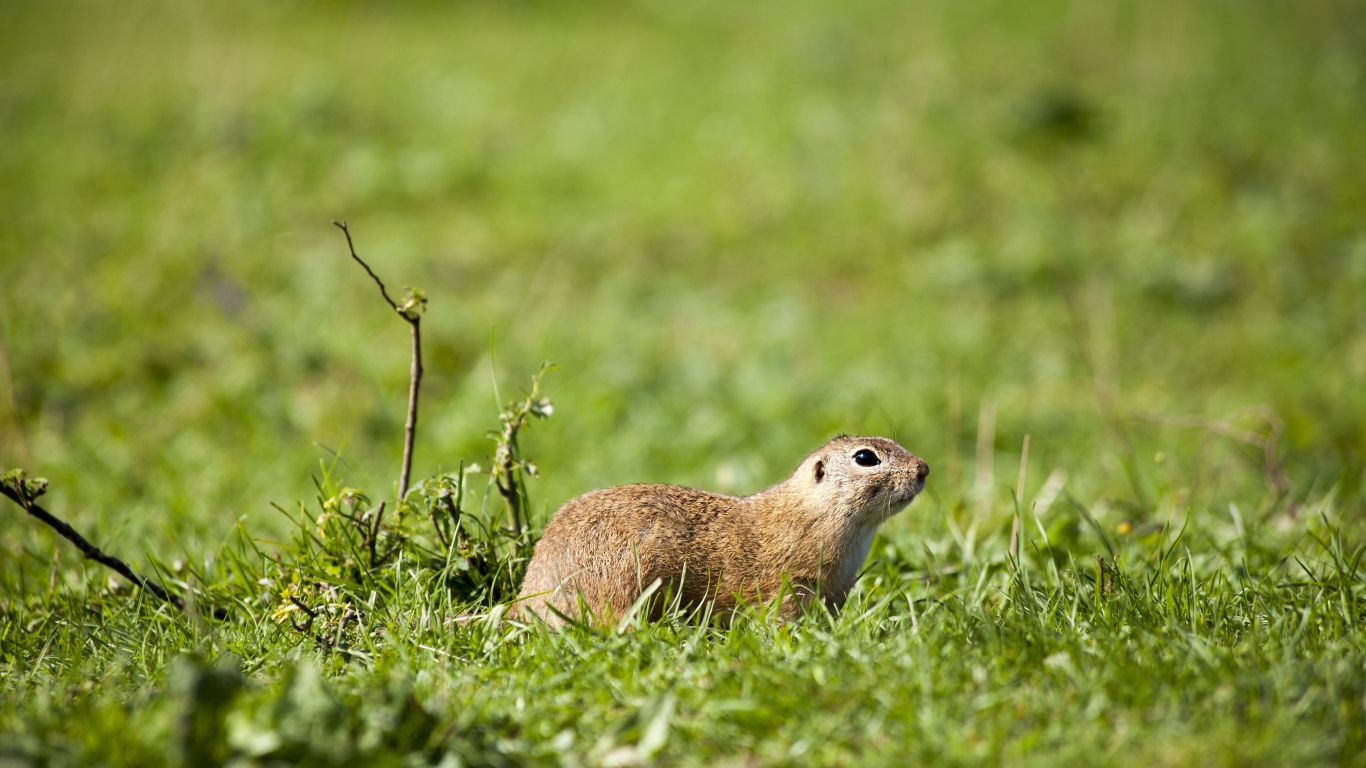 Суслик в зеленой траве 