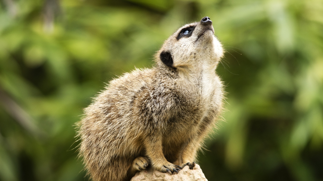 Маленький сурикат сидит на камне 