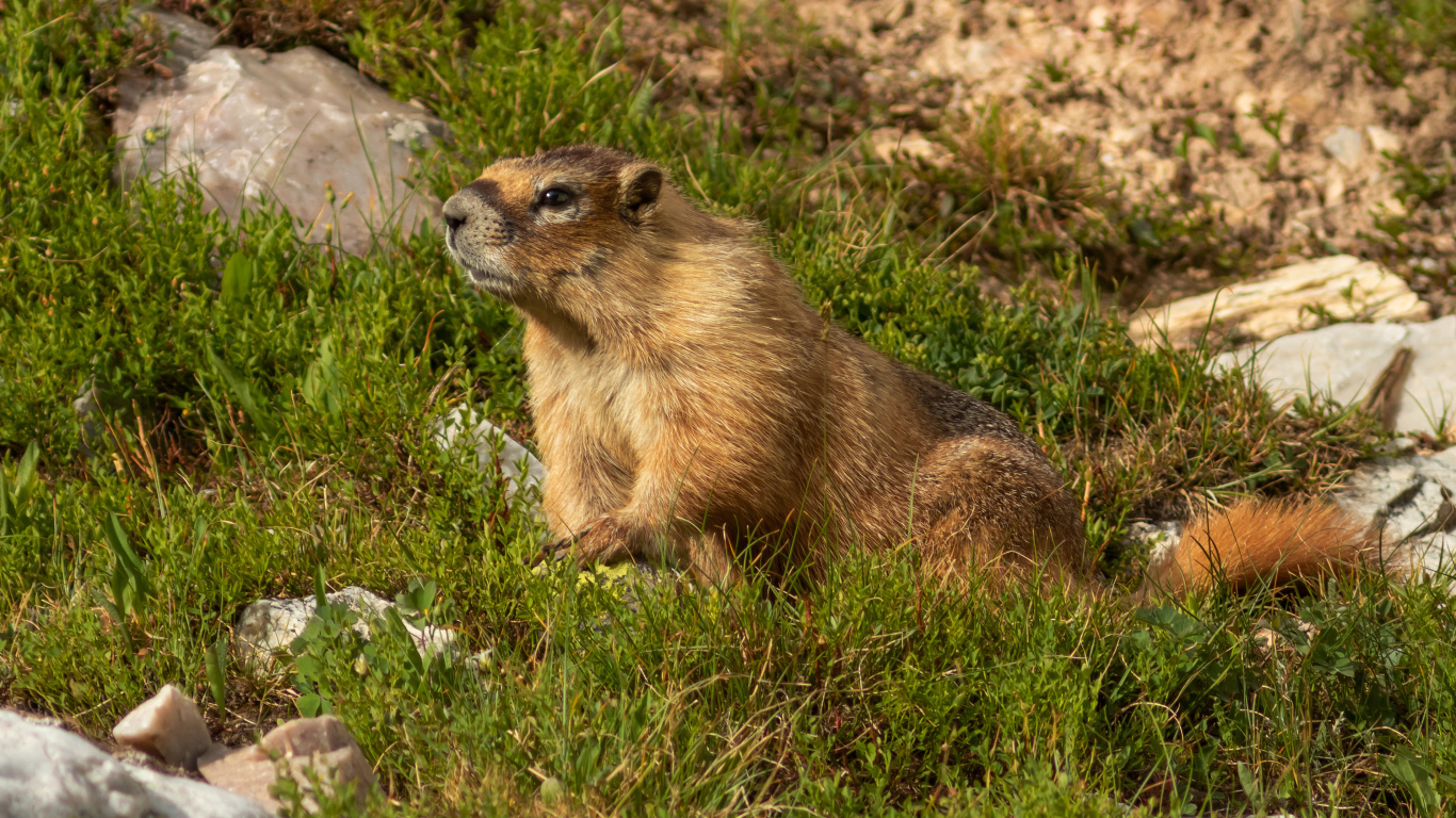 Сурок сидит на зеленой траве 