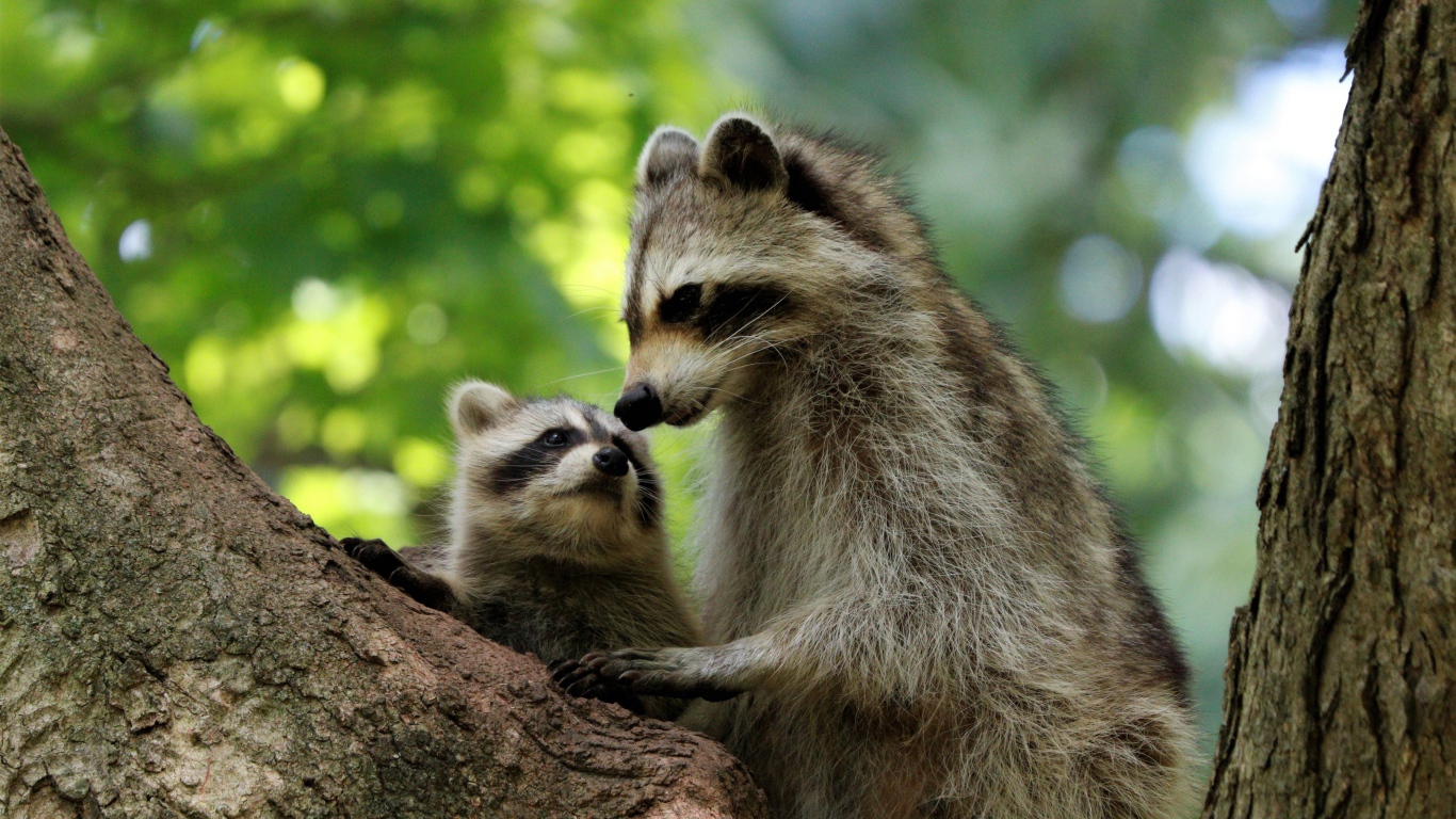 Мама енот с ребенком сидят на дереве
