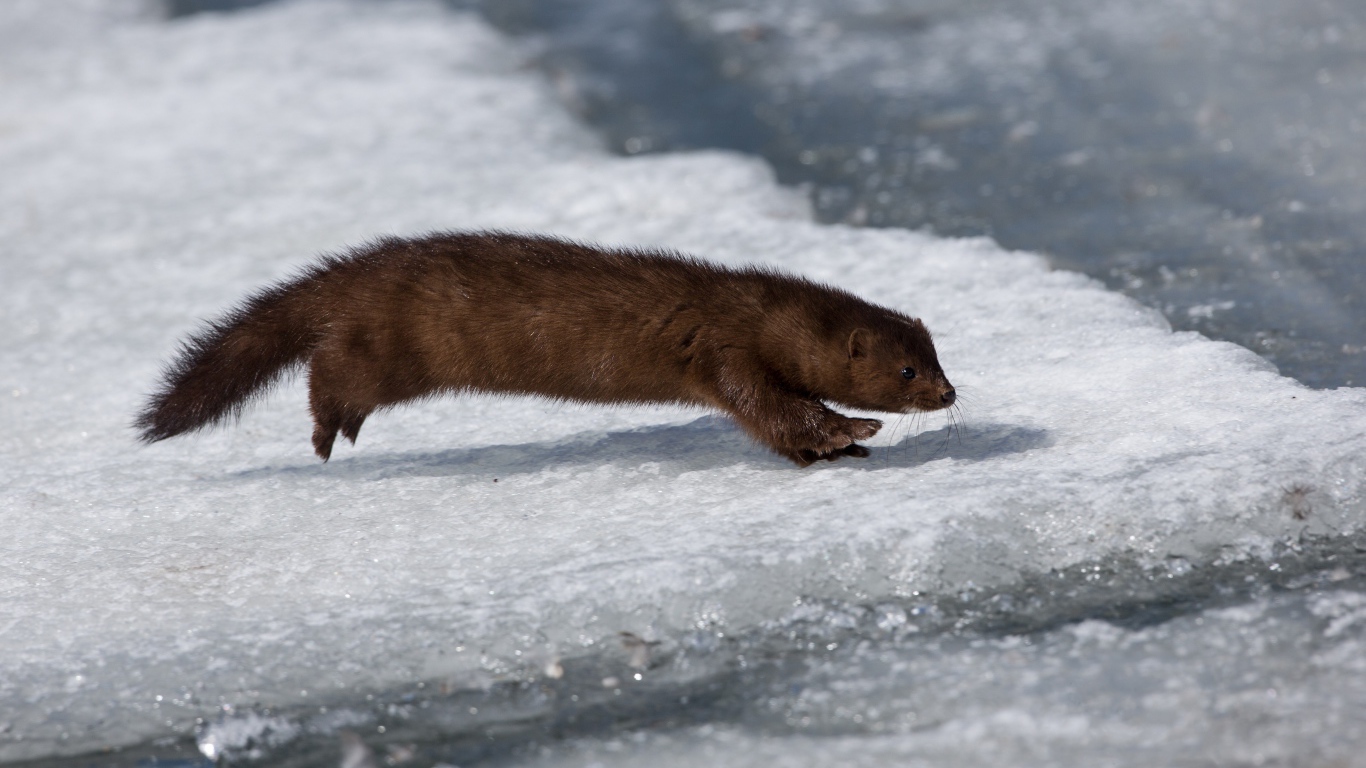 Хищная куница охотится на льду 