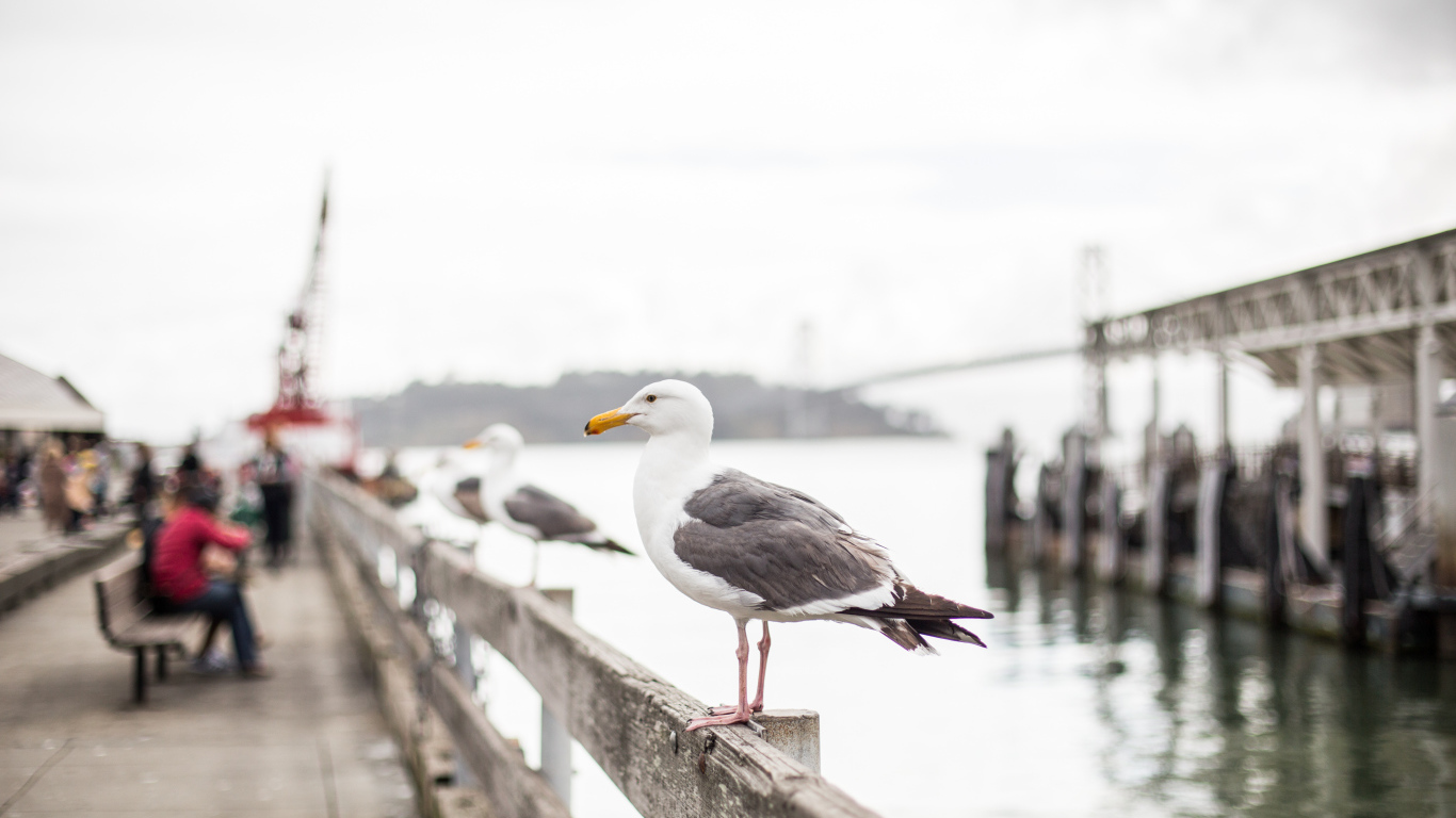 A large sea gull sits in a railing by the sea