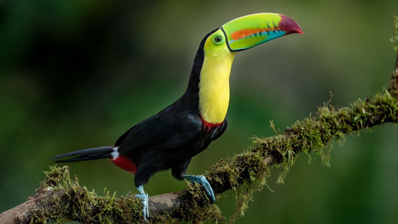 Большой тукан с разноцветным клювом сидит на ветке дерева 