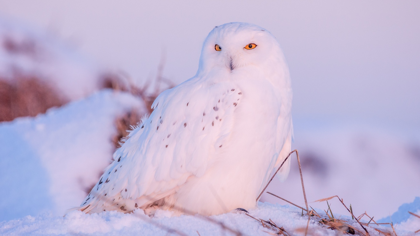 Большая белая сова с желтыми глазами сидит на снегу
