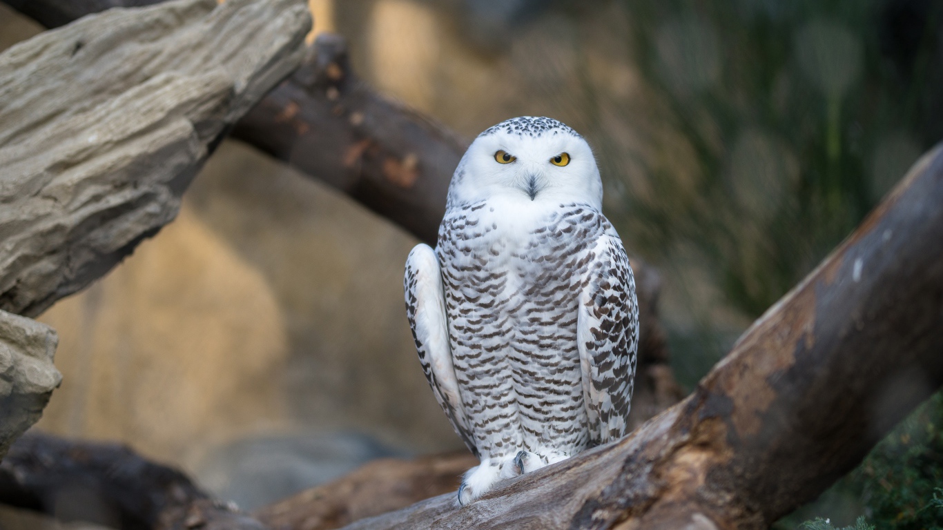 Большая белая сова с желтыми глазами сидит на дереве 