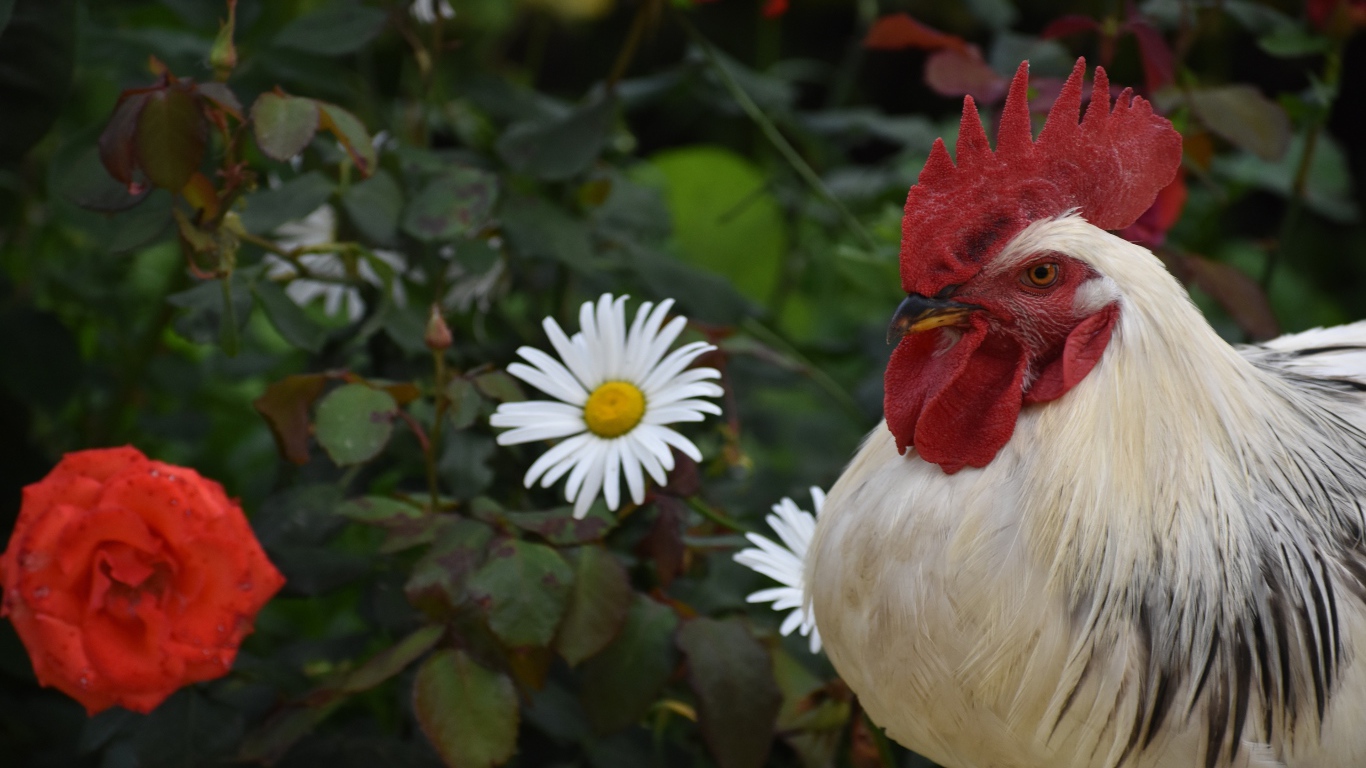 Красивый большой домашний петух на фоне роз